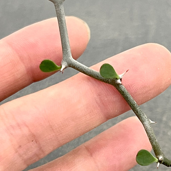 デカリア:マダガスカリエンシス 2.5号鉢植え