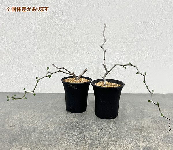 デカリア:マダガスカリエンシス 2.5号鉢植え