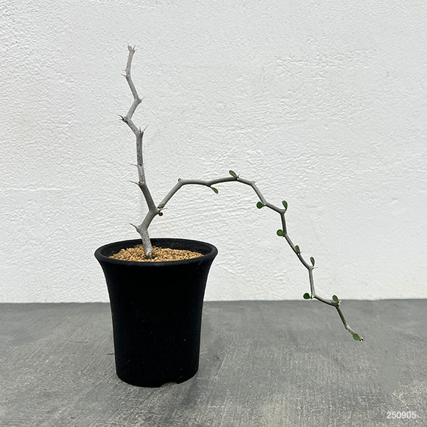 デカリア:マダガスカリエンシス 2.5号鉢植え
