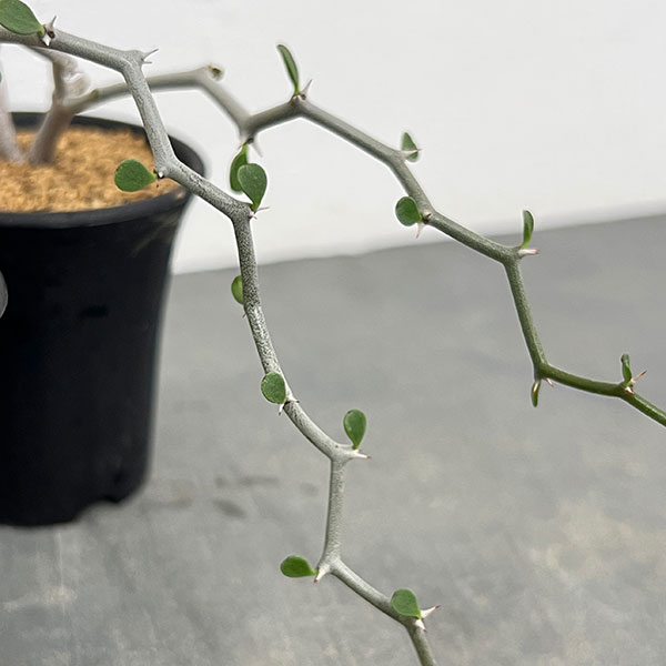 デカリア:マダガスカリエンシス 2.5号鉢植え