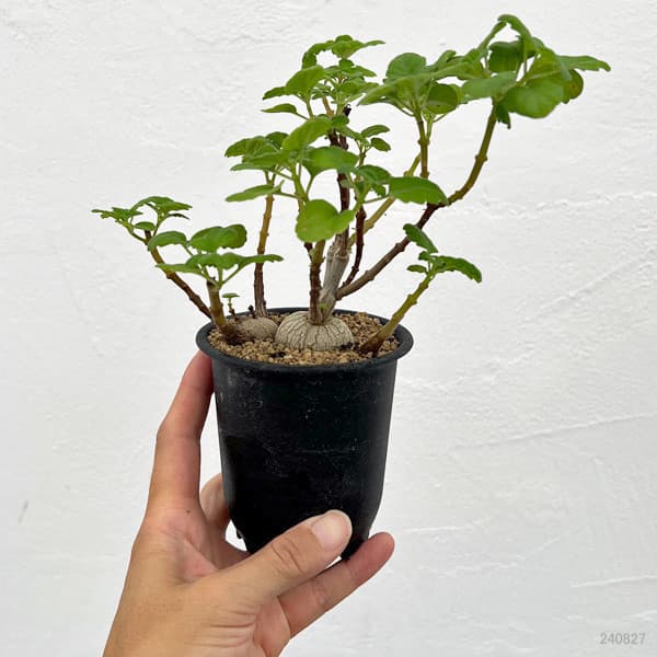 プレクトランサス：エルンスティ（スペシャル）　3号鉢植え