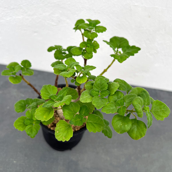 プレクトランサス：エルンスティ（スペシャル）　3号鉢植え