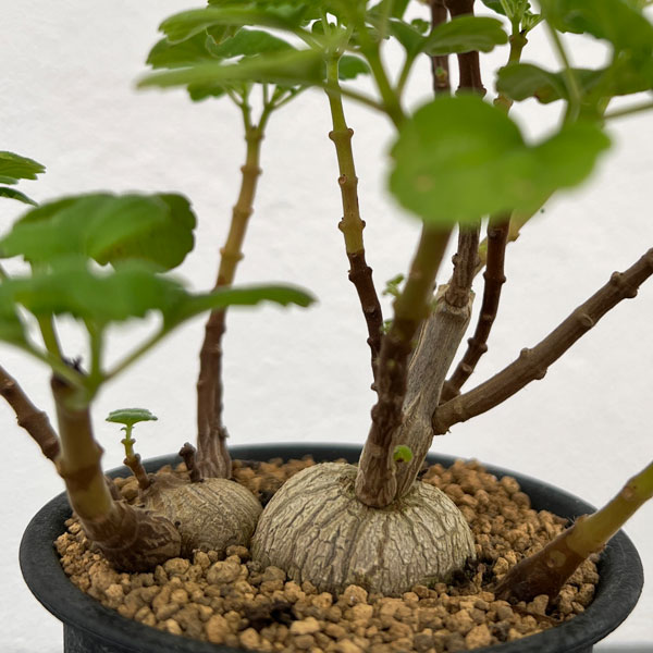 プレクトランサス：エルンスティ（スペシャル）　3号鉢植え