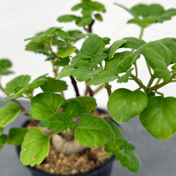 プレクトランサス：エルンスティ（スペシャル）　3号鉢植え