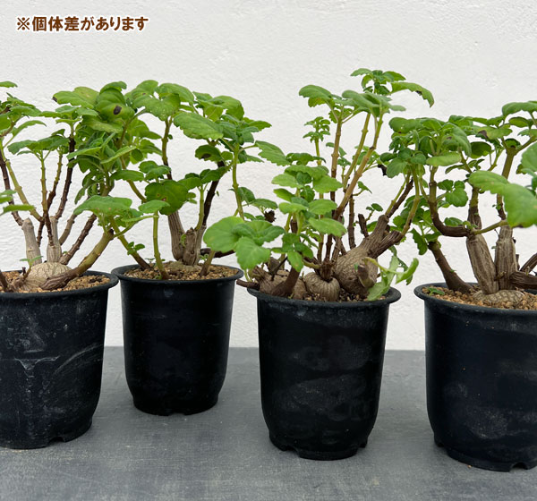 プレクトランサス：エルンスティ（スペシャル）　3号鉢植え