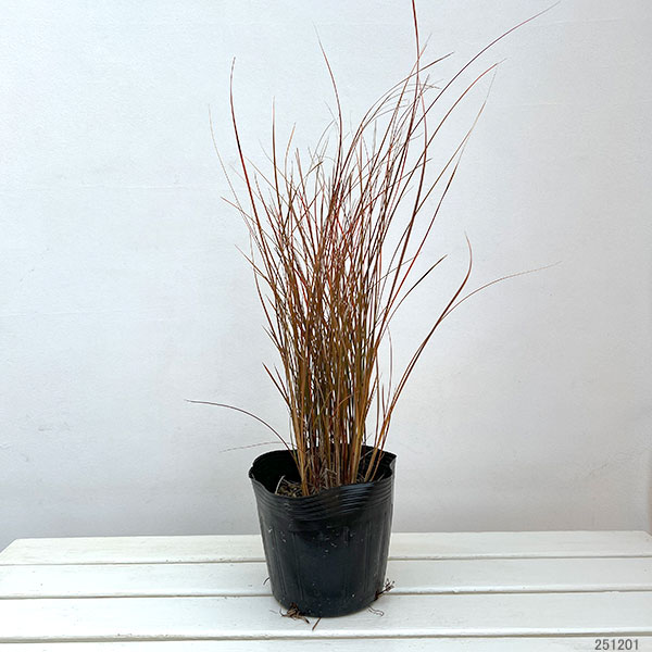 カレックス：テヌイクルミス6号ポット