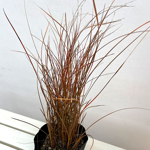 カレックス：テヌイクルミス6号ポット