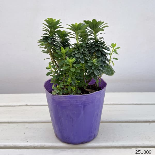 ユーフォルビア：ロビアエポンポン4号ポット