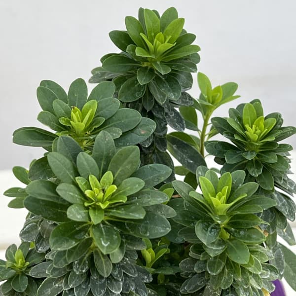 ユーフォルビア：ロビアエポンポン4号ポット