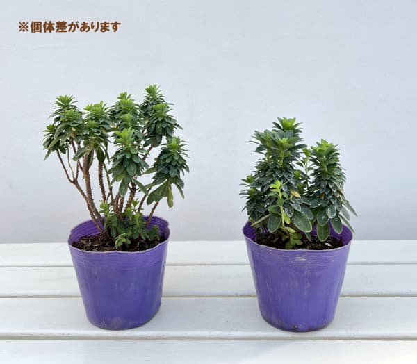 ユーフォルビア：ロビアエポンポン4号ポット