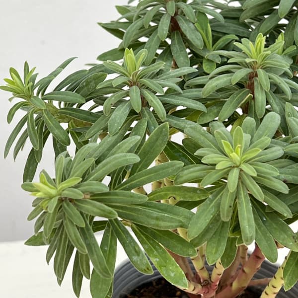 ユーフォルビア：レッドウイング4号ポット