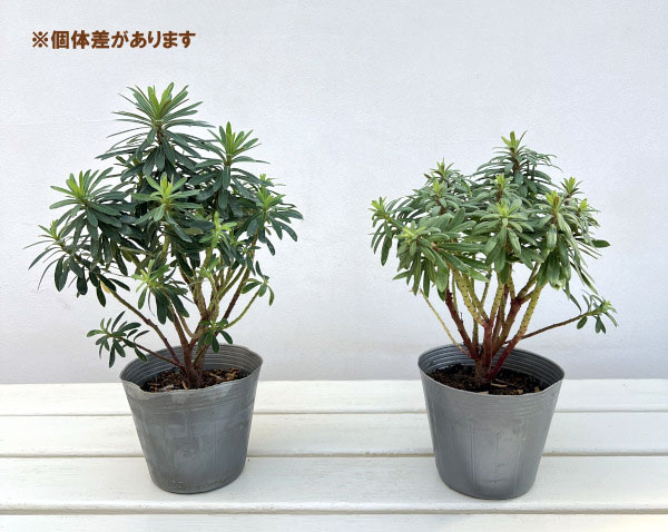 ユーフォルビア：レッドウイング4号ポット