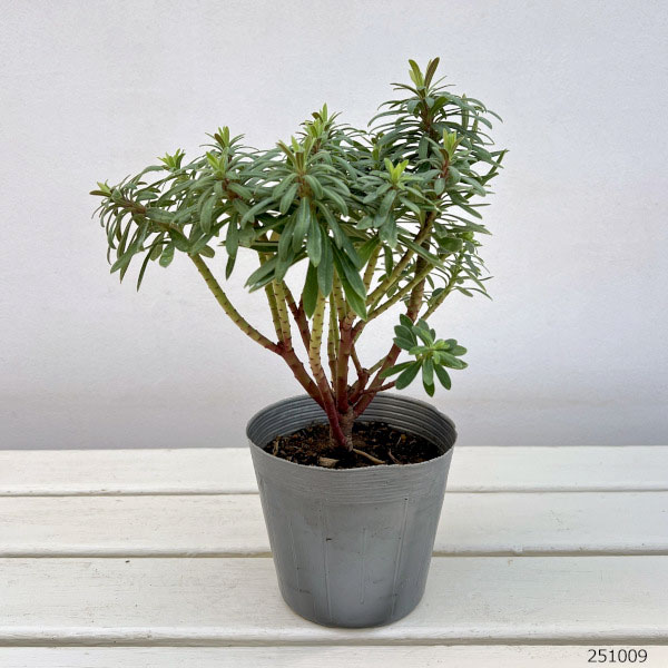 ユーフォルビア：レッドウイング4号ポット