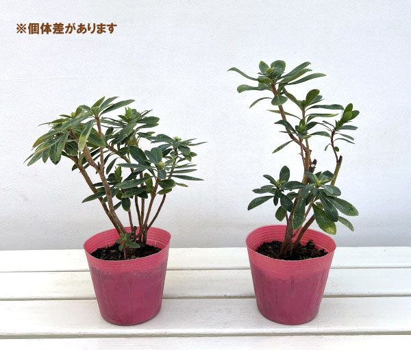 ユーフォルビア：シグナル4号ポット