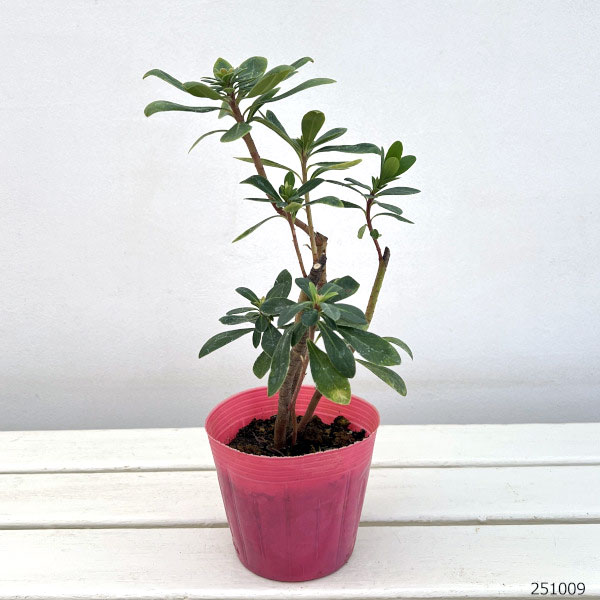 ユーフォルビア：シグナル4号ポット