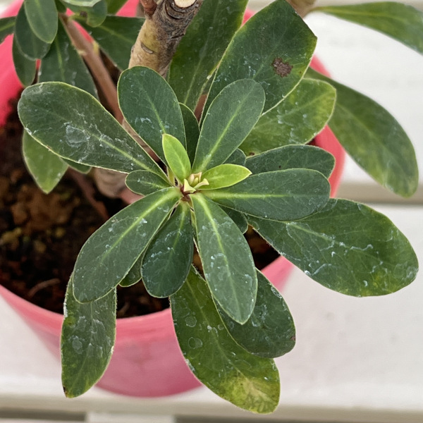 ユーフォルビア：シグナル4号ポット