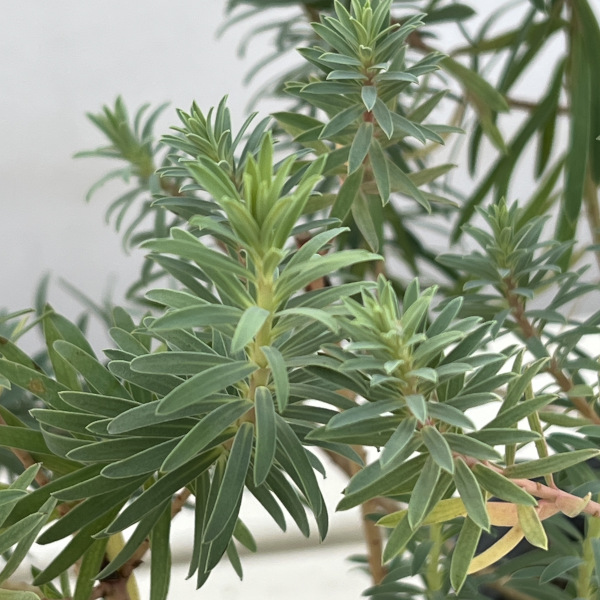 ユーフォルビア：コプトンアッシュ4号ポット