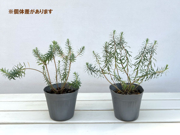 ユーフォルビア：コプトンアッシュ4号ポット