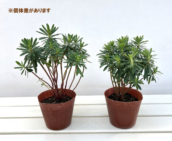 ユーフォルビア：ベビーチャーム4号ポット