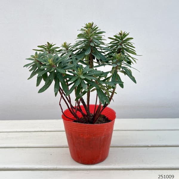 ユーフォルビア:マーティ―コンパクタ4号ポット