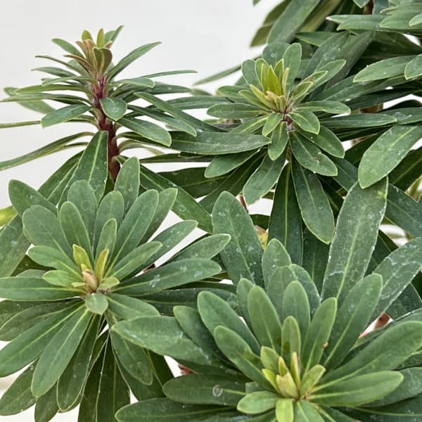 ユーフォルビア:マーティ―コンパクタ4号ポット