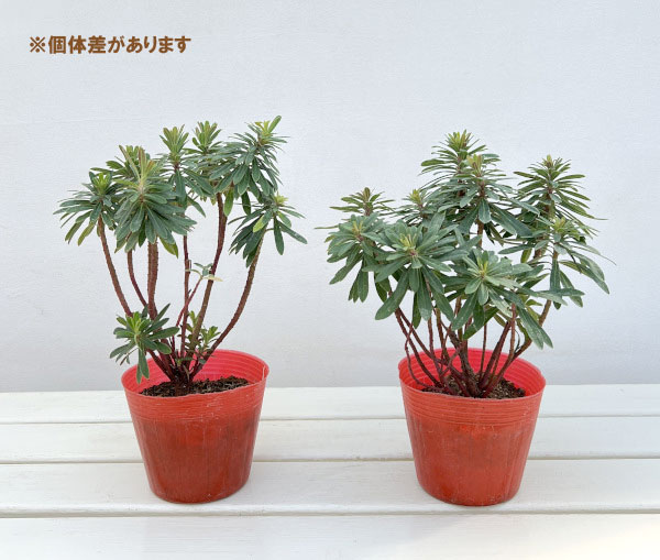 ユーフォルビア:マーティ―コンパクタ4号ポット