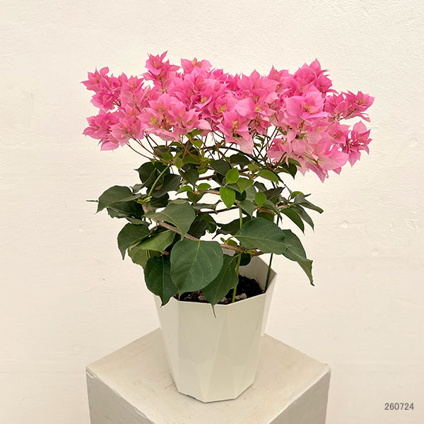 ブーゲンビリア八重咲きピンク系5号鉢植え*