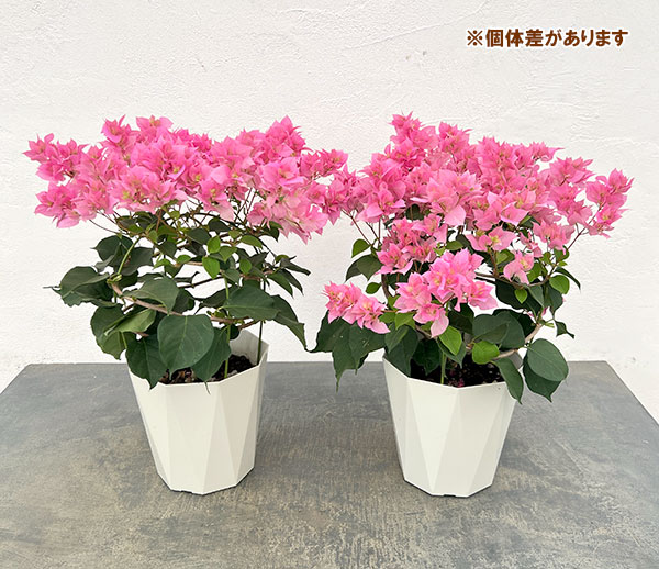 ブーゲンビリア八重咲きピンク系5号鉢植え*