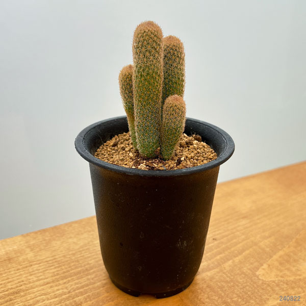 サボテン：エピテランサ　ポリセファラ　2.5号鉢植え