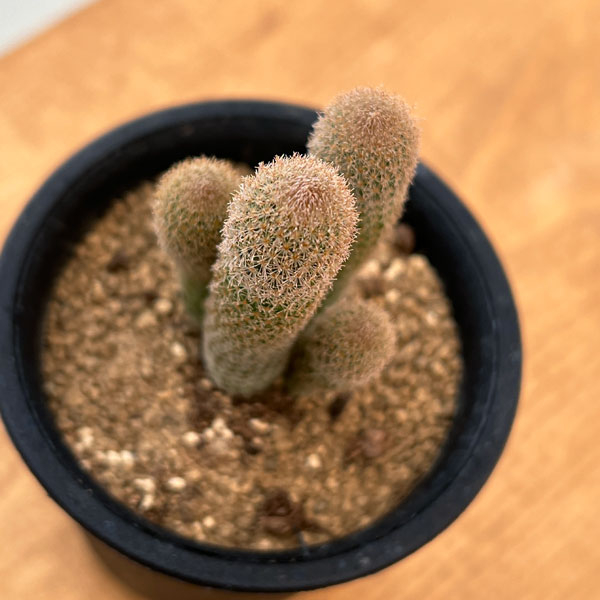 サボテン：エピテランサ　ポリセファラ　2.5号鉢植え