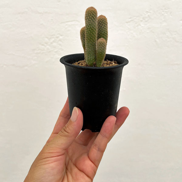 サボテン：エピテランサ　ポリセファラ　2.5号鉢植え