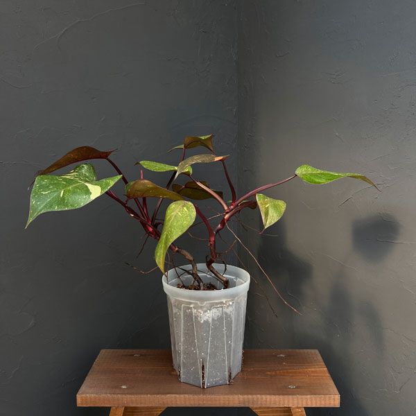 フィロデンドロン:オレンジプリンセス 5号ネガミエル×テルノソイル植え