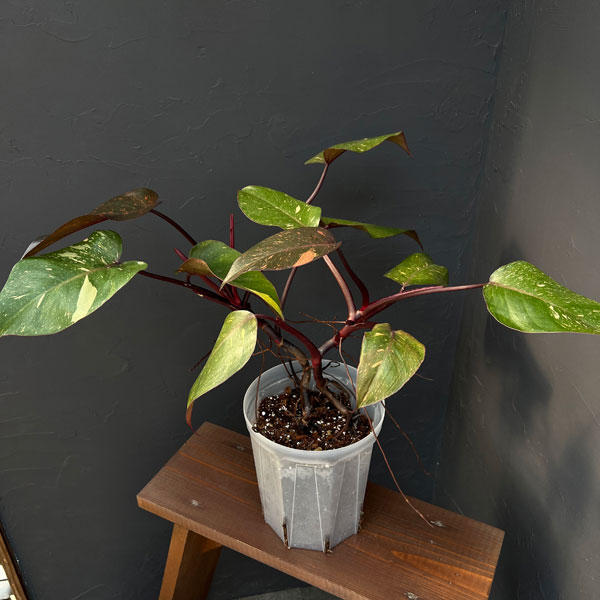 フィロデンドロン:オレンジプリンセス 5号ネガミエル×テルノソイル植え