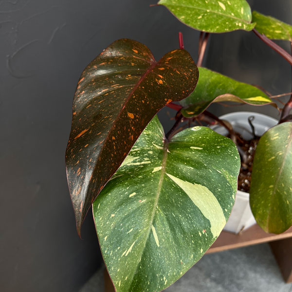 フィロデンドロン:オレンジプリンセス 5号ネガミエル×テルノソイル植え