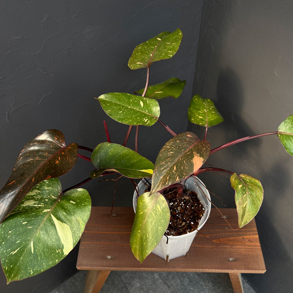 フィロデンドロン:オレンジプリンセス 5号ネガミエル×テルノソイル植え