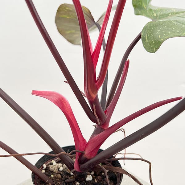 フィロデンドロン：オレンジプリンセス 3.5号ポット24-05 の通販