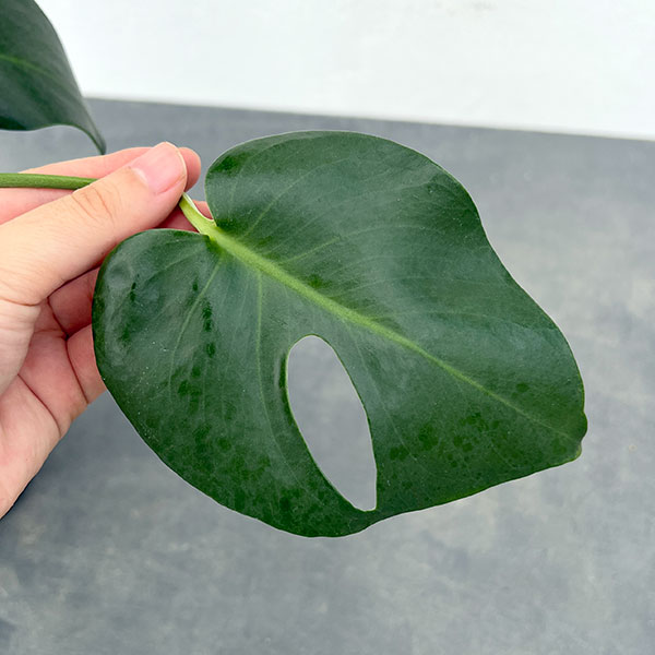 モンステラ斑入り デリシオーサ実生幼苗 激レア継続個体 モンステラ