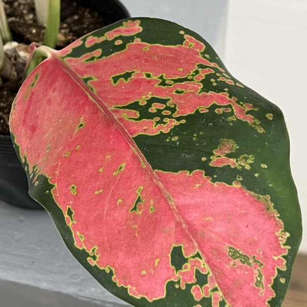 アグラオネマ:ビーナス 3.5号ポット