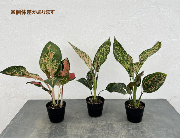 アグラオネマ:ビーナス 3.5号ポット