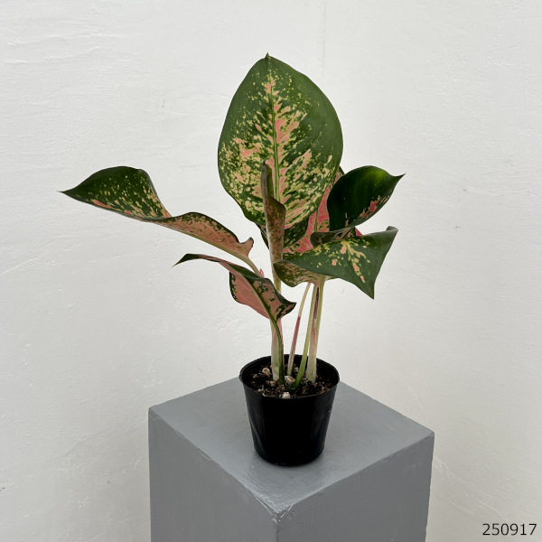 アグラオネマ:ビーナス 3.5号ポット