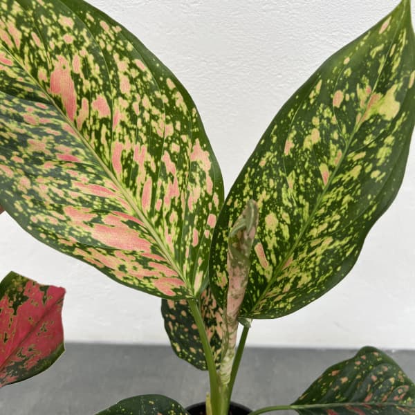 アグラオネマ:ビーナス 3.5号ポット