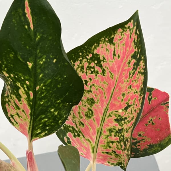 アグラオネマ:ビーナス 3.5号ポット