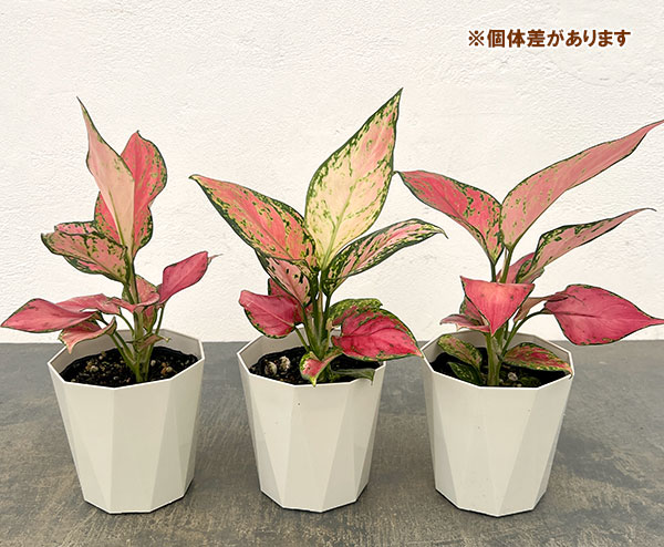 アグラオネマ:バレンタイン 4号鉢入り