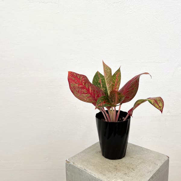 アグラオネマ：ファイヤーワークス 4.5号鉢植え の通販 | 園芸ネット