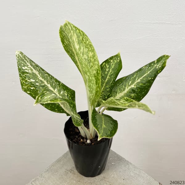 アグラオネマ:パランサップ 4.5号鉢植え