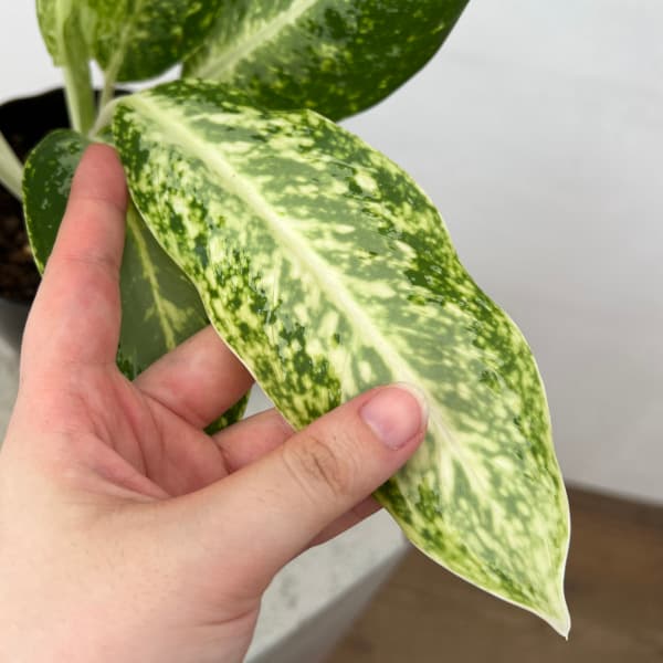 アグラオネマ:パランサップ 4.5号鉢植え