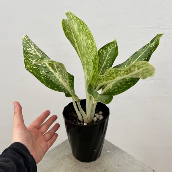 アグラオネマ：パランサップ 4.5号鉢植え の通販 | 園芸ネット