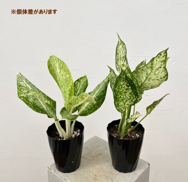 アグラオネマ：パランサップ 4.5号鉢植え の通販 | 園芸ネット