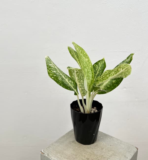 専用　アグラオネマ　B アグラオネマ：ピクタム（ワイドフォーム） 2.5号ポット の通販