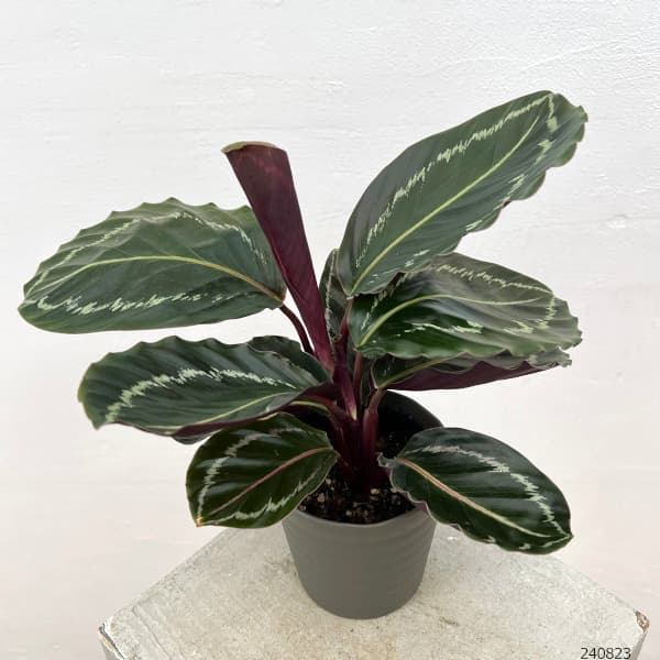 カラテア:ジャングルローズ 4号鉢植え